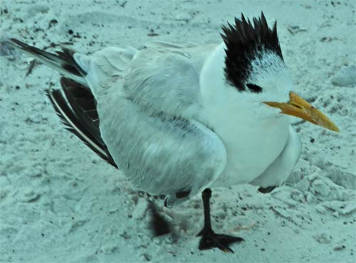 Sick Royal Tern, Tiger Key, Ten Thousand Islands, Everglades, Florida