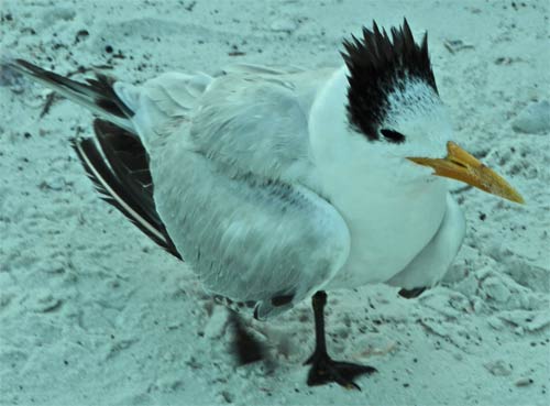 Sick Royal Tern, Tiger Key