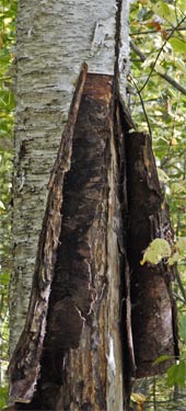 Lightning had left a long vertical scar on this Birch Tree. The bark was peeling back, and was about 3/16 inches thick. It was stiff and strong, and it was easy to see how a very servicable canoe could easily be made from birch tree bark.
