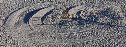 Grass blown in various directions by the wind makes these circles. Cape Cod