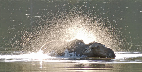 Cow Moose in Sandy Pond. The calf was in the bushes nearby.