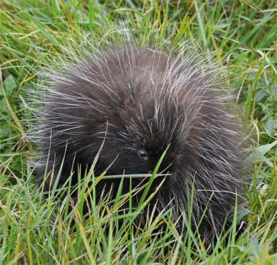 Porcupine, Reversing Falls, Maine