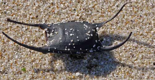 Shark Egg, Cape Cod