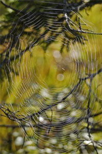 Orb Spider Web