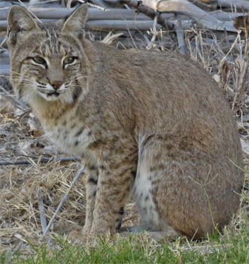 Bobcat, Rio Grande Village