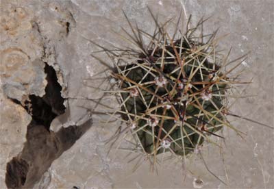 Barrel Cactus Growing in a Solution Hole in Limestone
