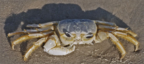 Crab on Padre Island