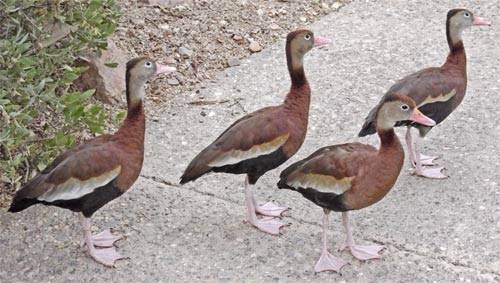 These ducks attacked me, nipping at my shoes, laces, and pants, entertaining all the tourists. - Arizona-Sonora Desert Museum, Tucson, Arizona