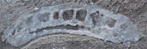 Fossil in Shale Bedrock, Boquillas Canyon