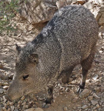 Javelina or Collared Peccary, Arizona-Sonora Desert Museum, Tucson, Arizona