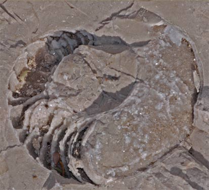 Fossil Nautilus