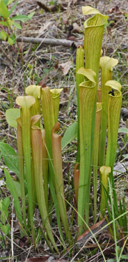 Insect Trapping Pitcher Plants, Mississippi. Note Fly Entering Rightmost Pitcher.