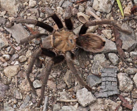 Tarantula, Arizona-Sonora Desert Museum, Tucson, Arizona