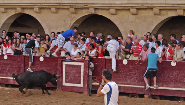 Tourists Taunt Bulls and Escape into Crowd