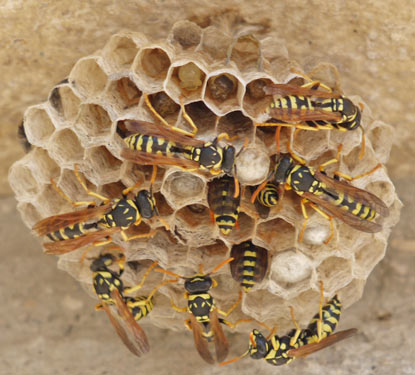 Paper Wasps