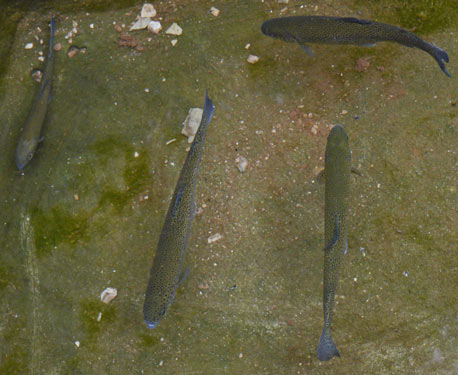 Trout in Livestock Trough