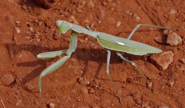 Mantis