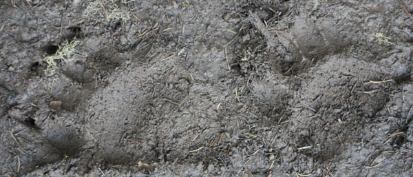 Black Bear Prints in Mud