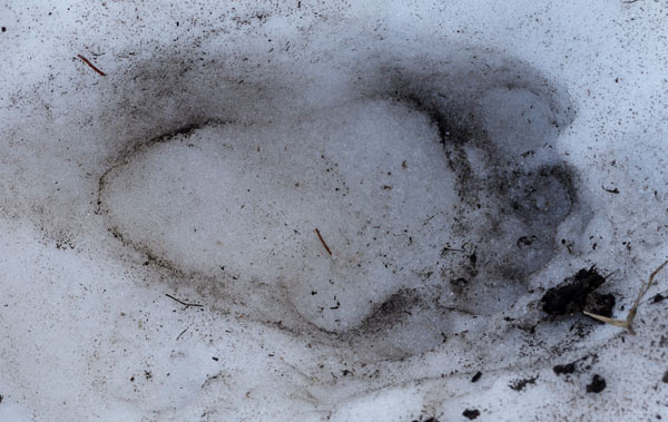 Black Bear Print in Snow