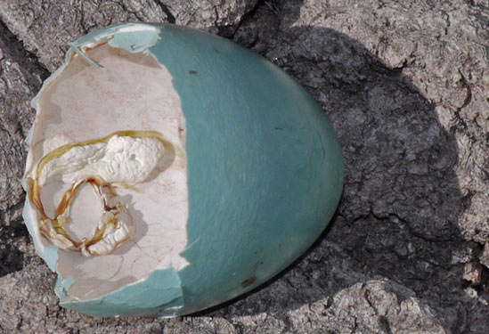 Bird Egg