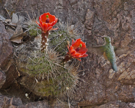 Cactus Flowers and Hummingbird