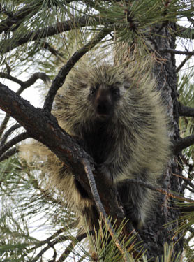 Treed Porcupine