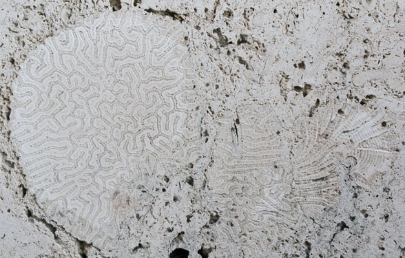 Coral in the Limestone Walls of the I75 Rest Area