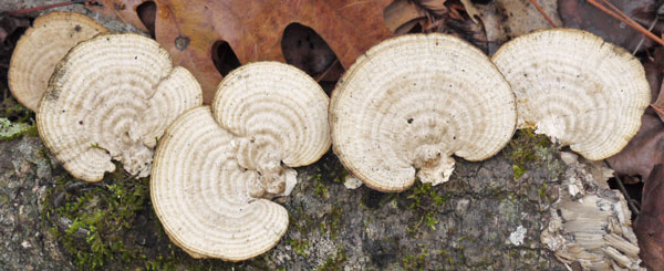 Shelf Fungus