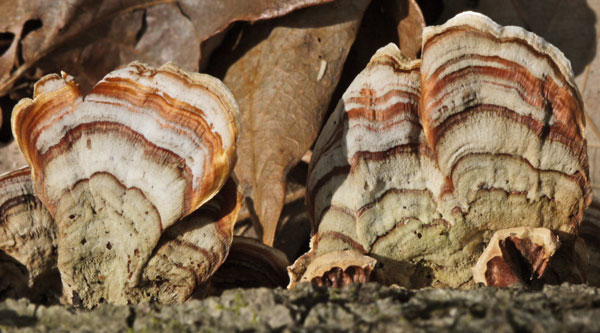 Shelf Fungus