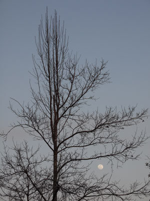 Moon, Tree