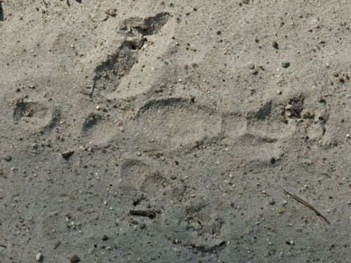 Heron or Egret Print in Dry Sand
