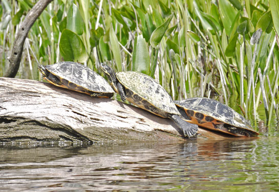 Turtles, Wakula River