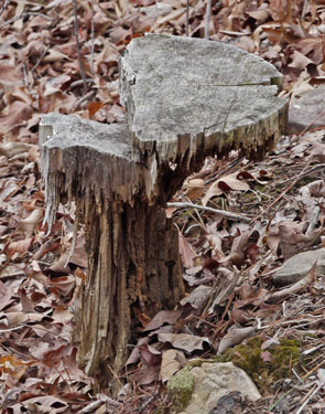 Rotting Tree Stump