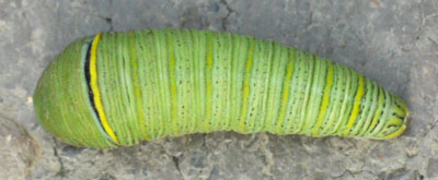 Caterpillar