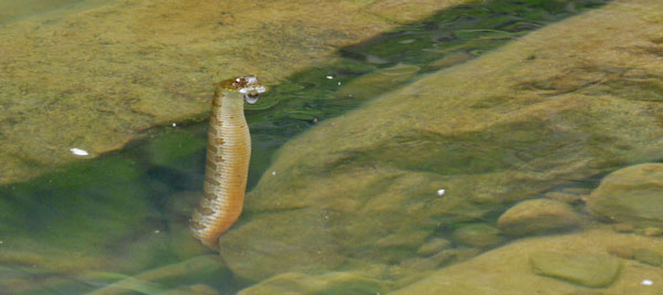 Northern Water Snake