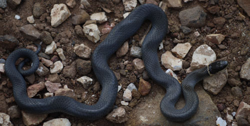 Ringneck Snake