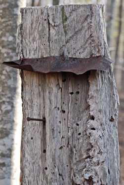 Catfaced Tree (Alabama)