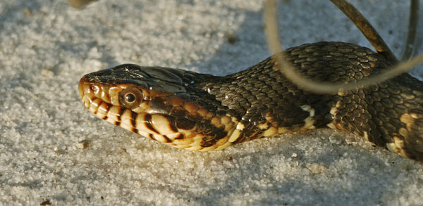 Snake, Bon Secour NWR