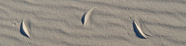 Snake Track, Bon Secour NWR