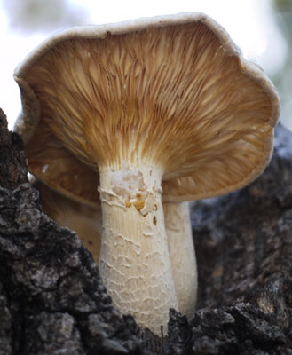 Mushroom in Rotting Tree