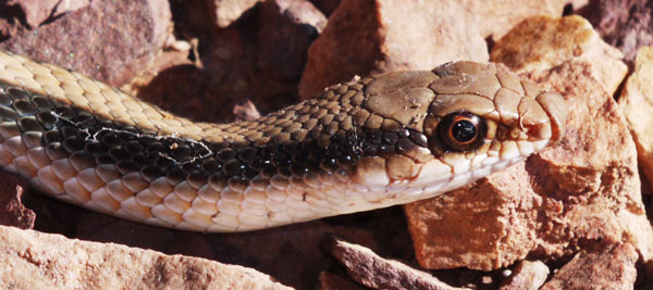 Western Patch Nosed Snake, Salvadora hexalepis
