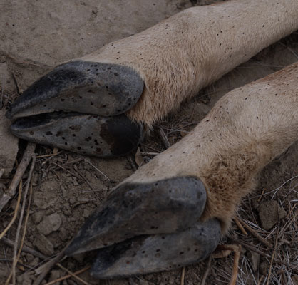 Antelope Hooves