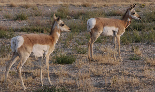 Pronghorn Antelope, Antilocapra americana