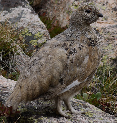 Ptarmigan