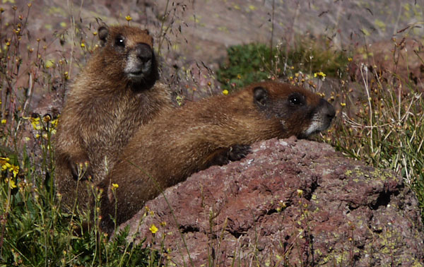 Yellow Bellied Marmots, Marmota flaviventris
