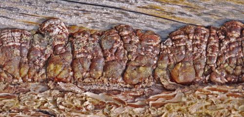 Pine Bark Heals after a Lightning Strike