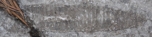 Crinoid Fossil, Sandia Crest