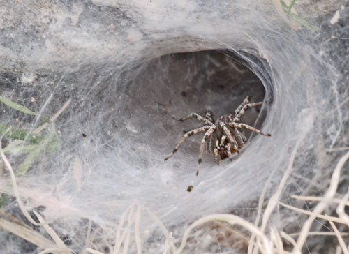 Funnel Web Spider, Calilena restricta