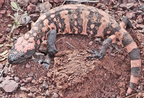 Gila Monster, Heloderma suspectum