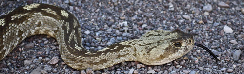 Black Tail Rattlesnake, Crotalus molossus
